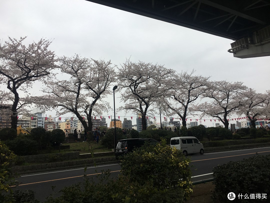 隅田公园对面樱花道
