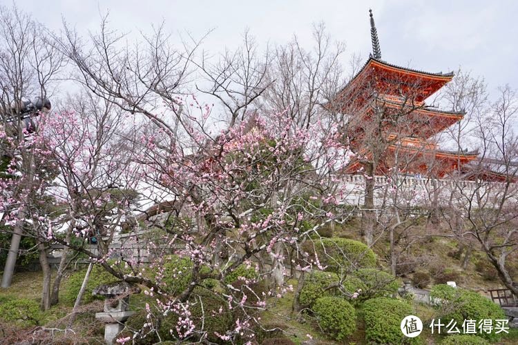 樱花初开