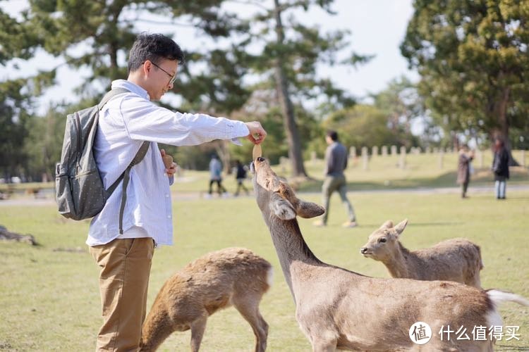 日本樱花之旅