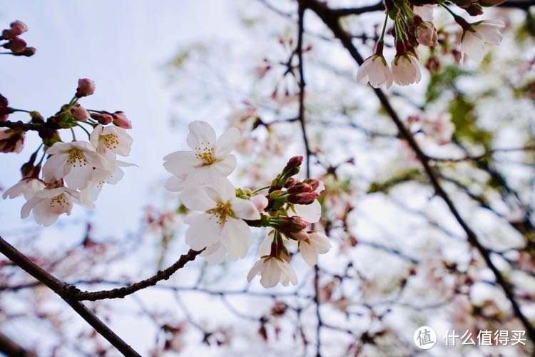 日本樱花之旅