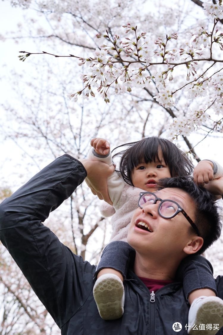 日本樱花之旅