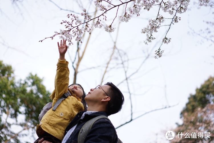 日本樱花之旅