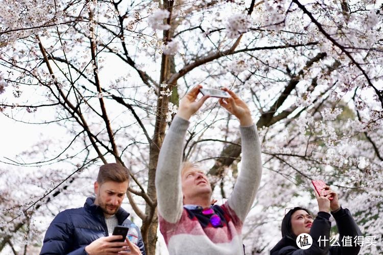 日本樱花之旅