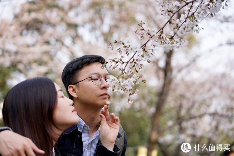 日本樱花之旅