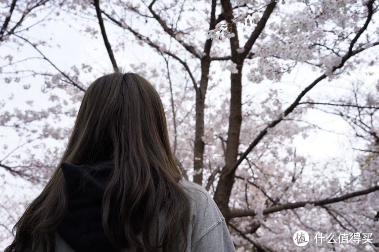 日本樱花之旅