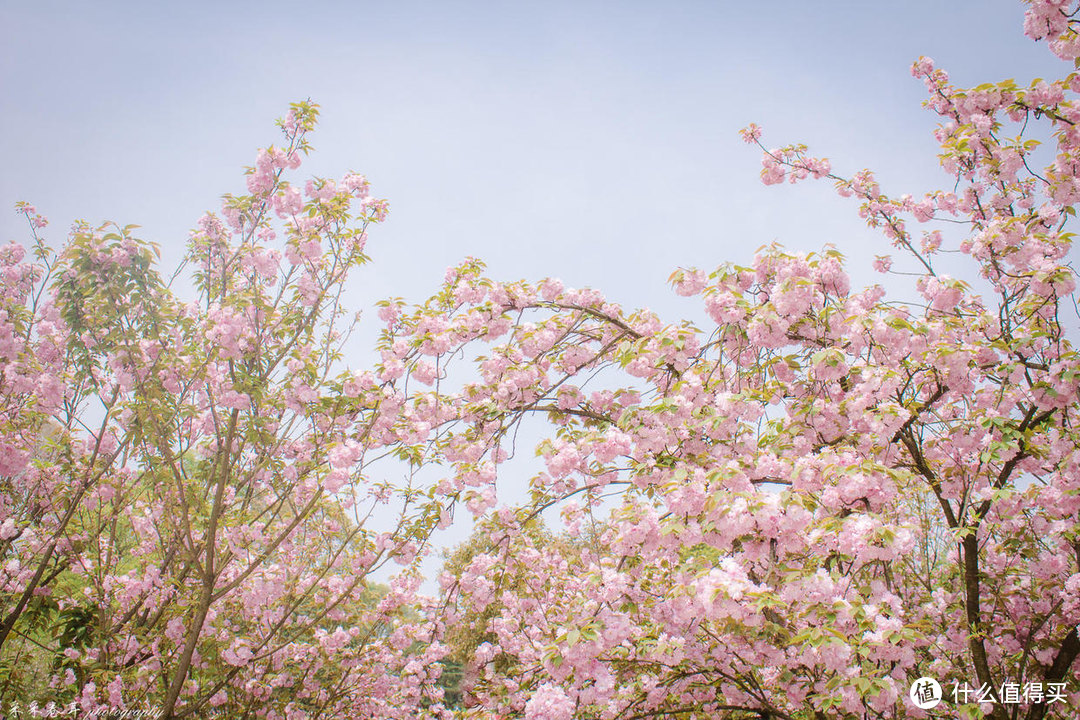 这一季 南山植物园的樱花正为你绽放 这封超详细赏樱攻略请收下