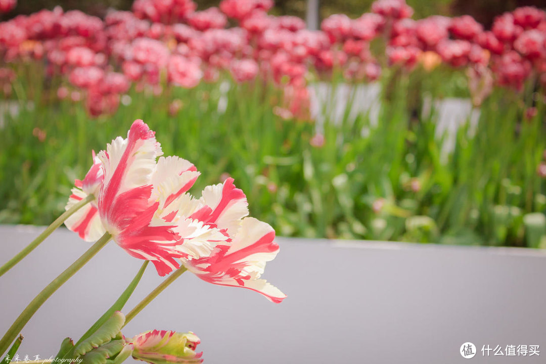 这一季 南山植物园的樱花正为你绽放 这封超详细赏樱攻略请收下