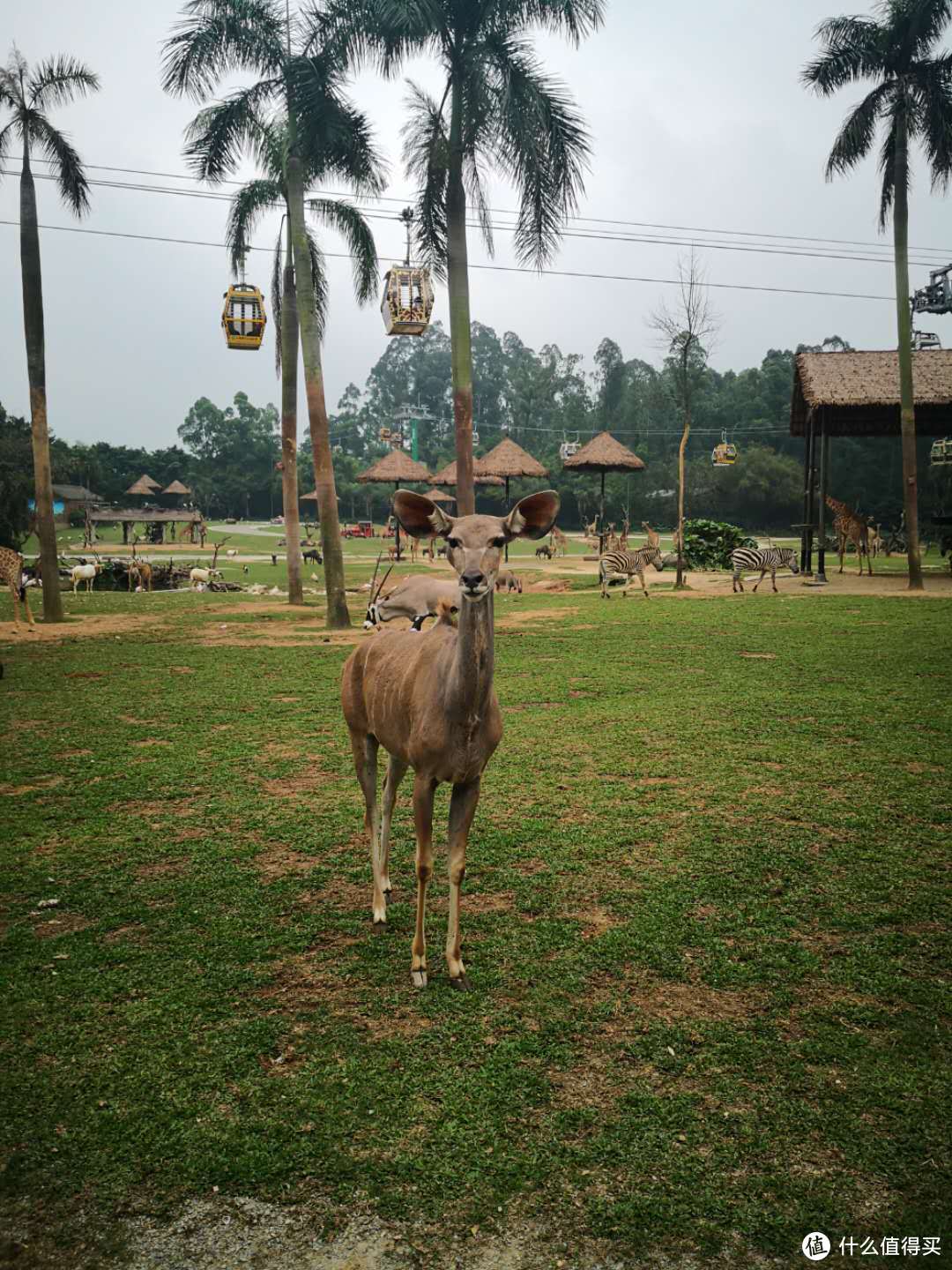 动物就在你眼前