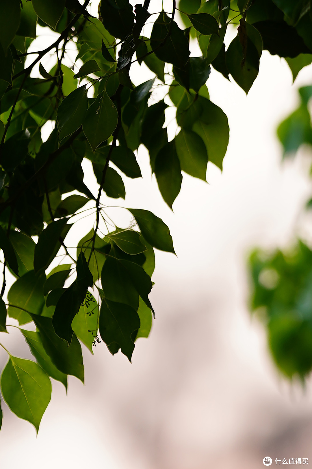 能抓拍的虚化大师，画质与速度兼具，索尼新镜FE135mm F1.8 GM