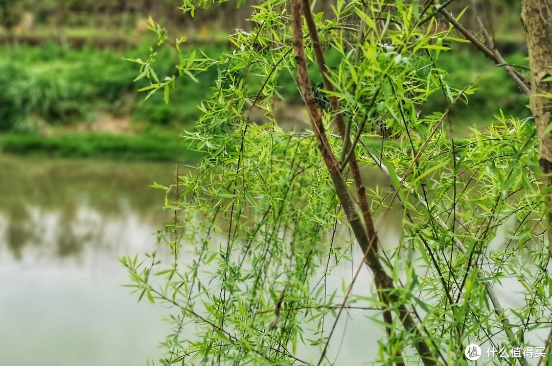 不负春光，福州永泰月洲村踏青记，带你看最美乡村图书馆