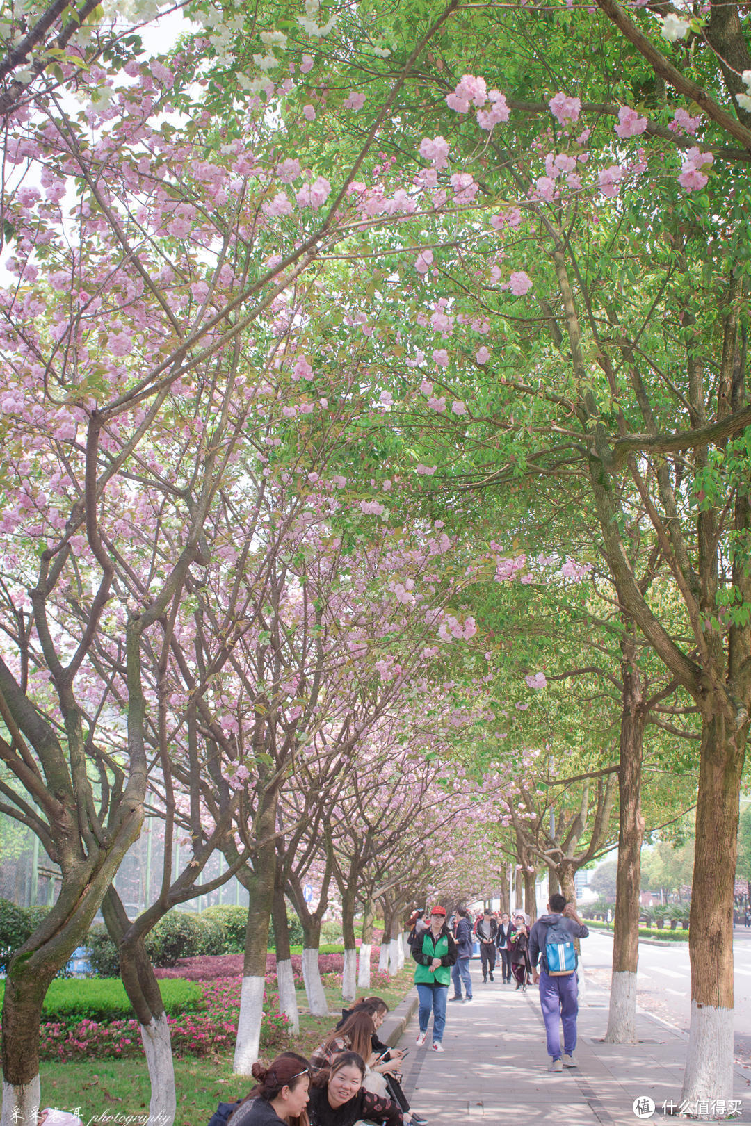 这些年行走重庆邮电大学 为君精心制作赏樱秘境攻略