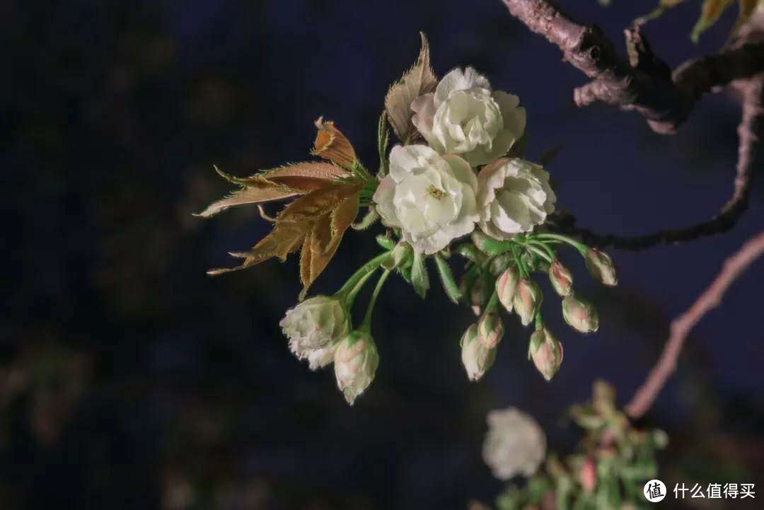 在这个美丽的春天，和朋友一起来科大看樱花吧