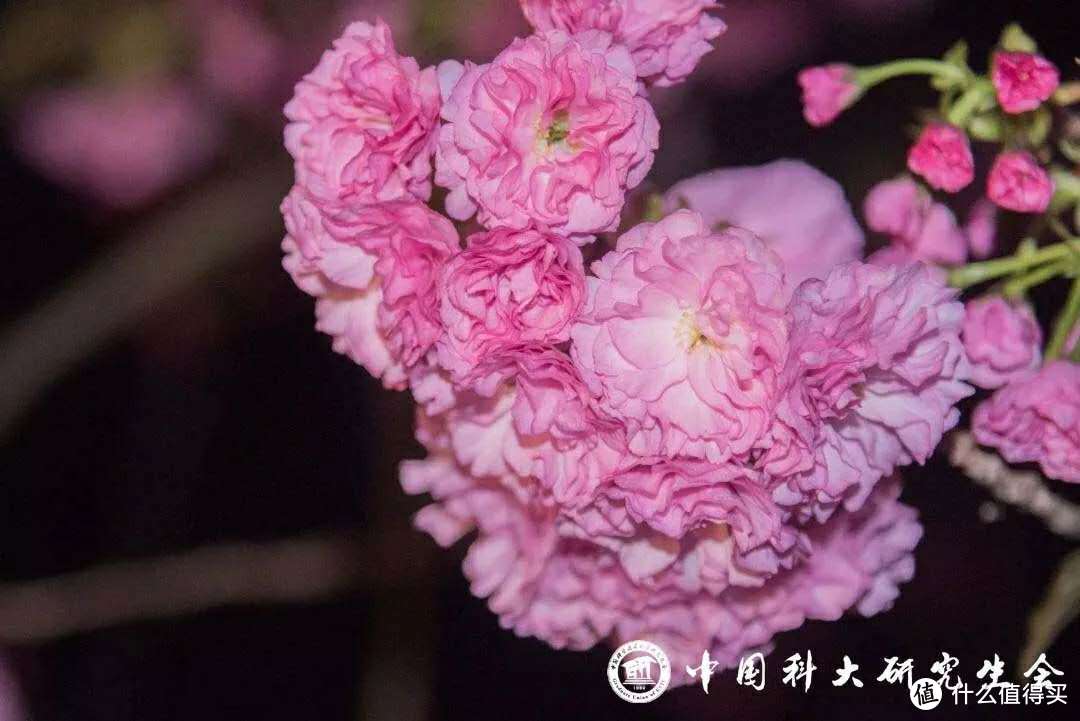 在这个美丽的春天，和朋友一起来科大看樱花吧