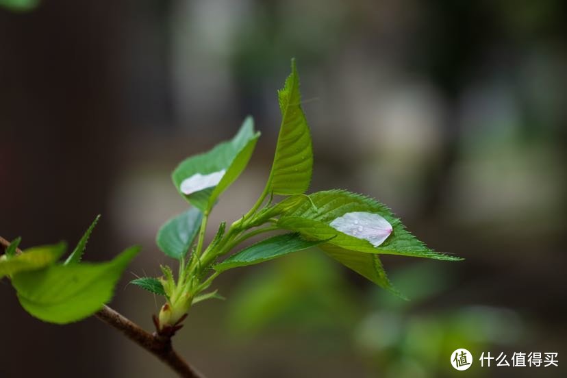 盛宴过后--索尼18—105镜头武大星湖看樱花