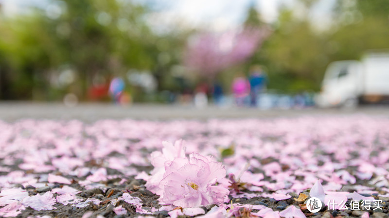 4月追樱攻略：桥豆麻袋！一起去霓虹国，淋场浪漫的樱花雨吧