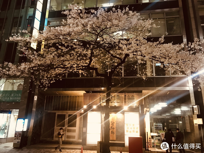 4月追樱攻略：桥豆麻袋！一起去霓虹国，淋场浪漫的樱花雨吧