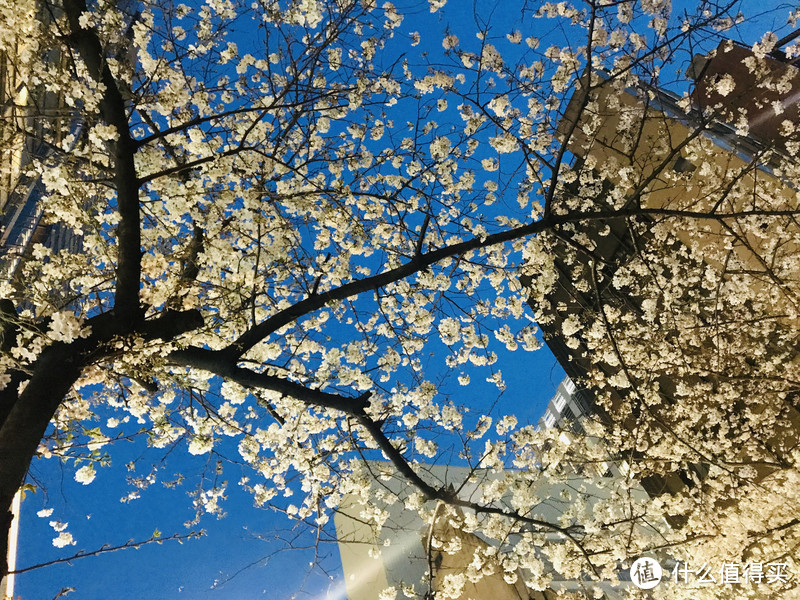 4月追樱攻略：桥豆麻袋！一起去霓虹国，淋场浪漫的樱花雨吧