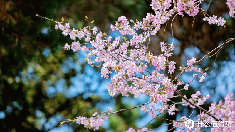 4月追樱攻略：桥豆麻袋！一起去霓虹国，淋场浪漫的樱花雨吧