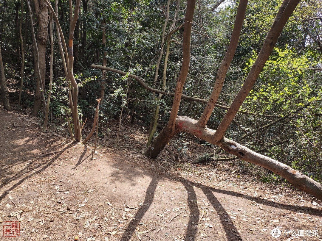 西湖群山美，踏青正当时