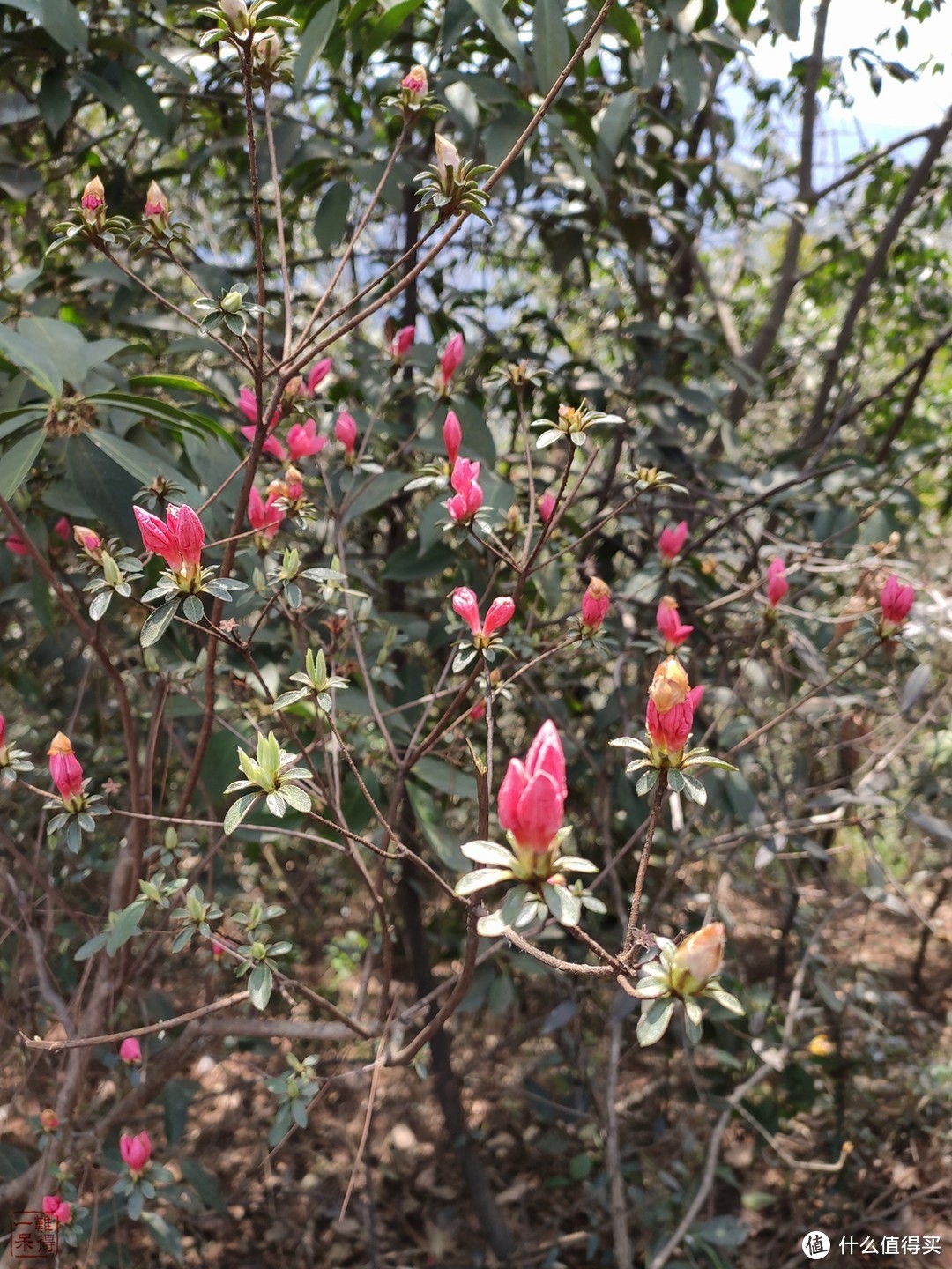 西湖群山美，踏青正当时