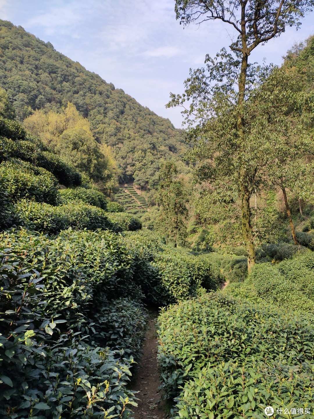 西湖群山美，踏青正当时