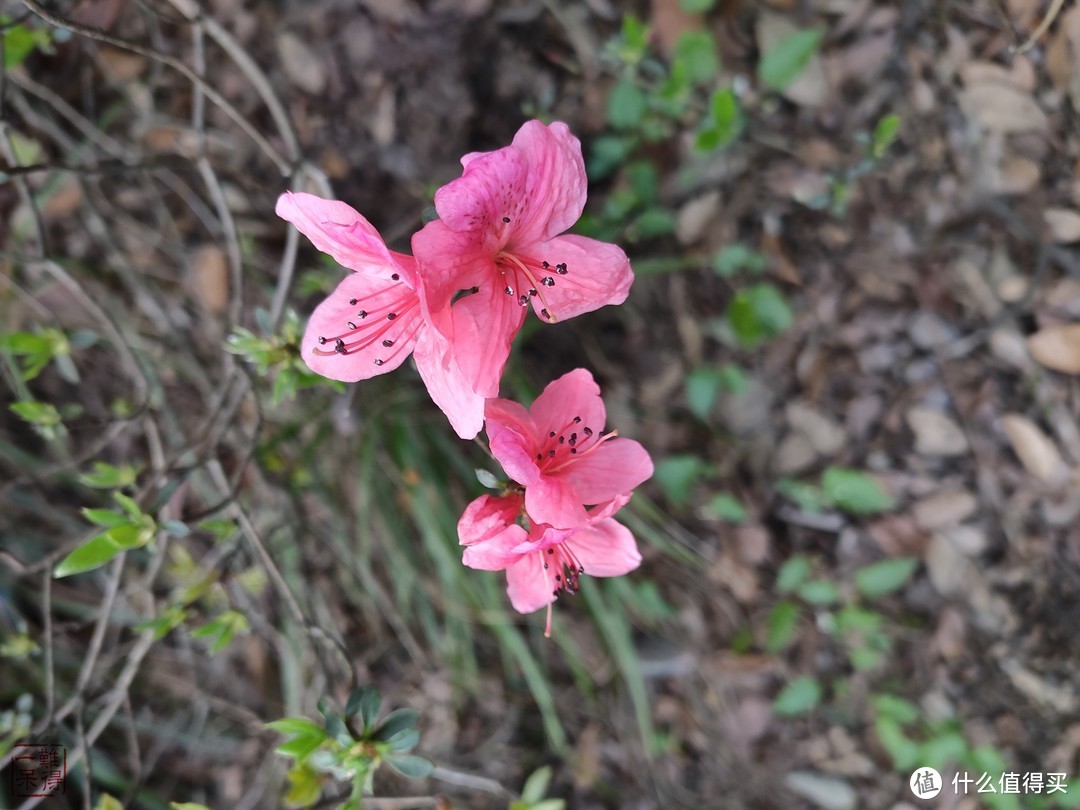 西湖群山美，踏青正当时