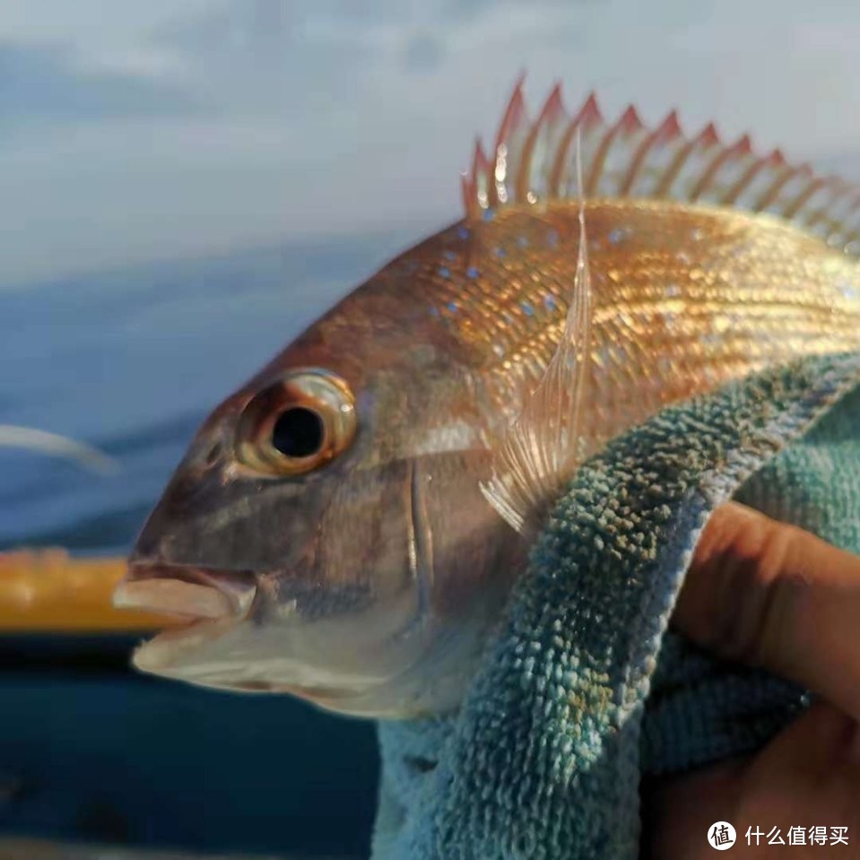 上水真鲷，不可方物