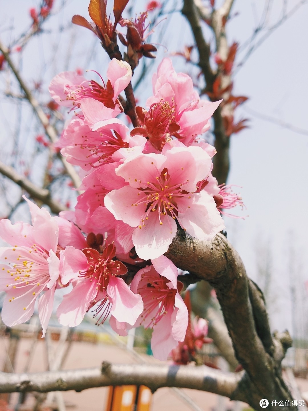 拖娃游记:清明时节茅山涵田半岛酒店+开心乐园+伏热花海两日游