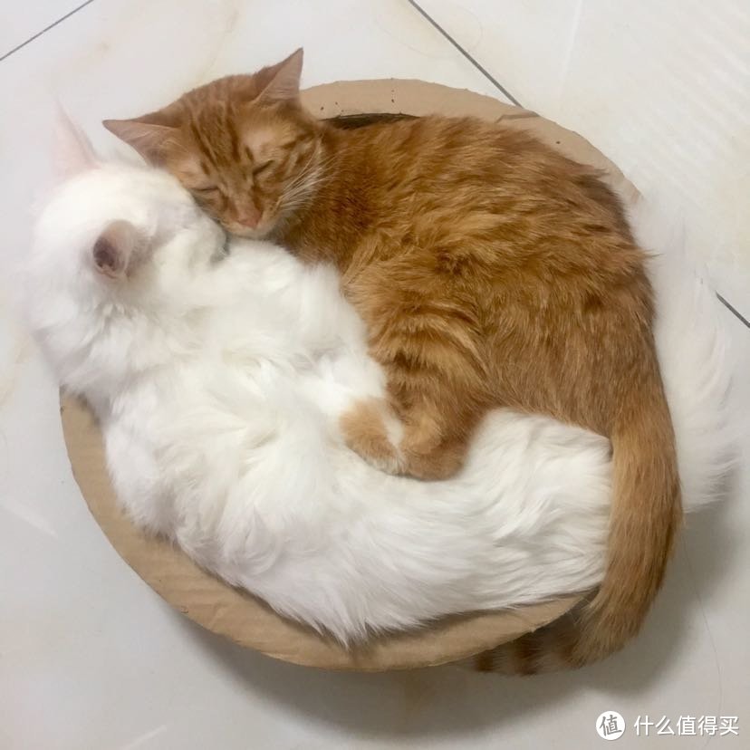 吸猫啦——噬元兽猫猫们生长过程全记录 附大量猫图与养猫心得