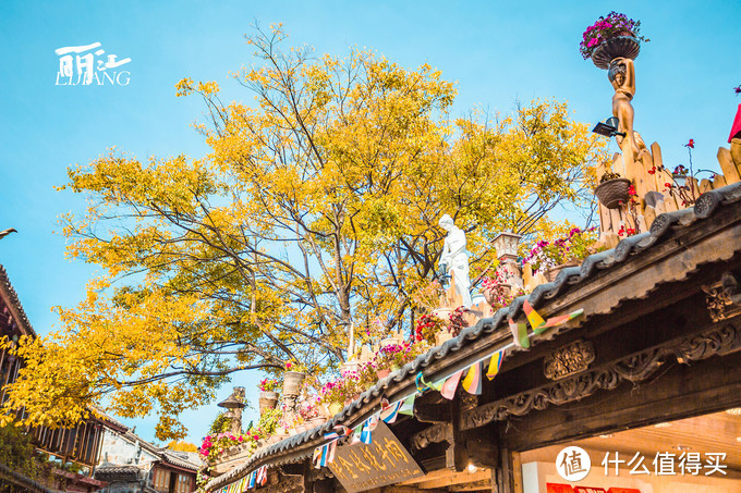 漫步花海间，驻足白雪山丨探秘云南小众旅行地