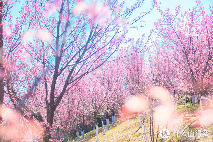 漫步花海间，驻足白雪山丨探秘云南小众旅行地