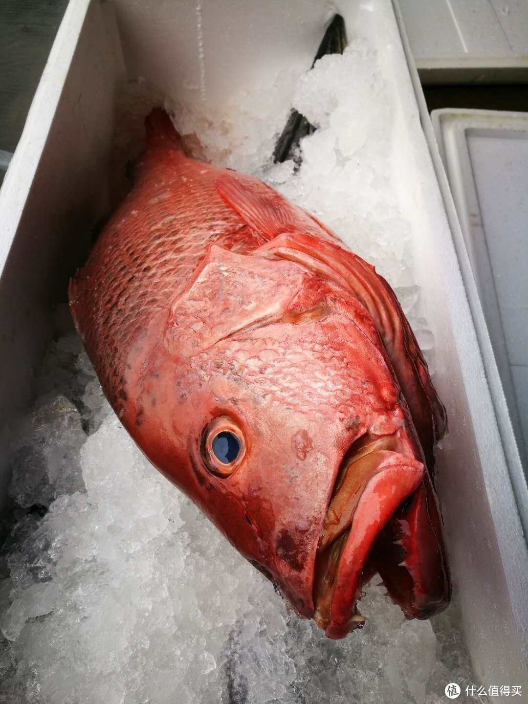 日料测评 篇二 刺身爱好者的吃鱼之路，兼评市面常见深海鱼（二）