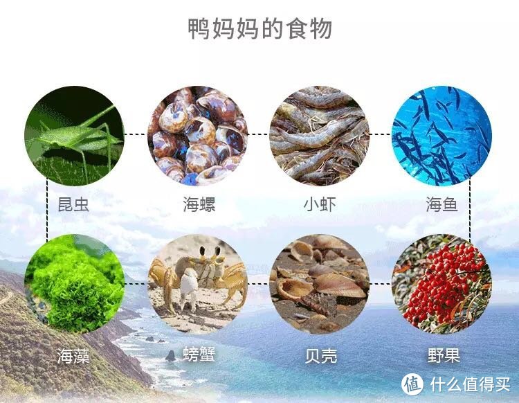 白粥米饭泡面最佳拍档？香咸流油的海鸭蛋开箱简评