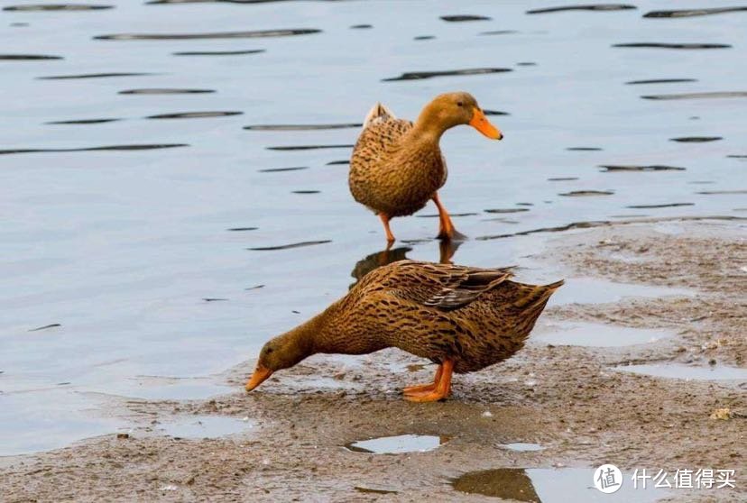 白粥米饭泡面最佳拍档？香咸流油的海鸭蛋开箱简评