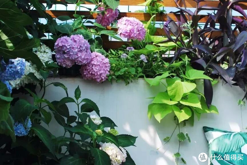 耗时两年！她和5岁女儿一起改造露台，做出南京最美花园！