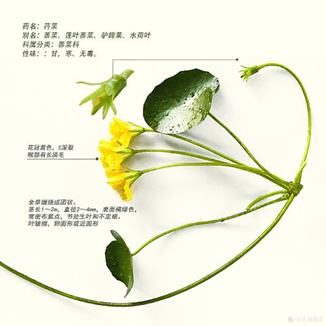 道边多野菜 小摘助晨烹 那些古诗中的野菜你都吃过吗 蔬菜 什么值得买