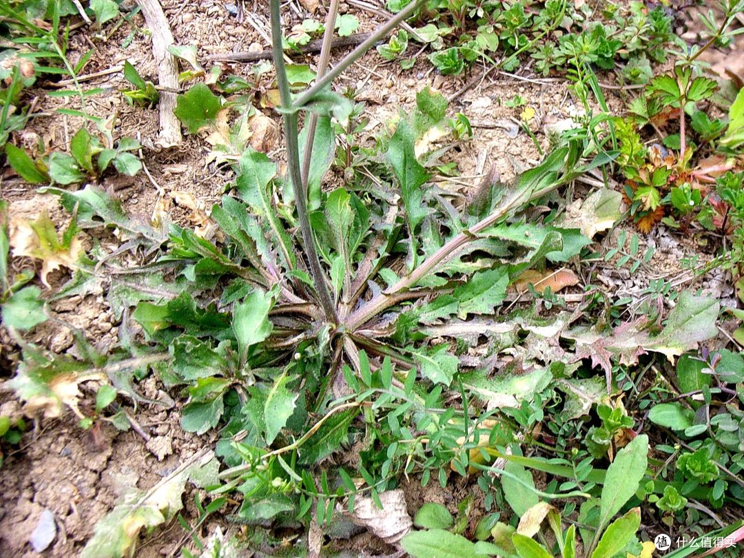道边多野菜 小摘助晨烹 那些古诗中的野菜你都吃过吗 蔬菜 什么值得买