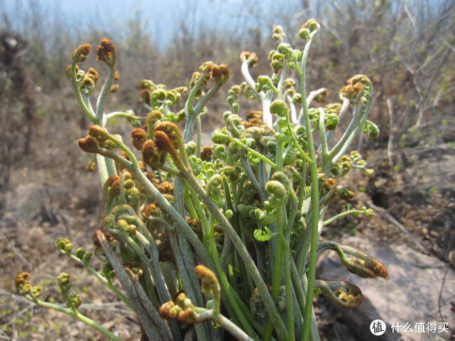 道边多野菜，小摘助晨烹——那些古诗中的野菜你都吃过吗