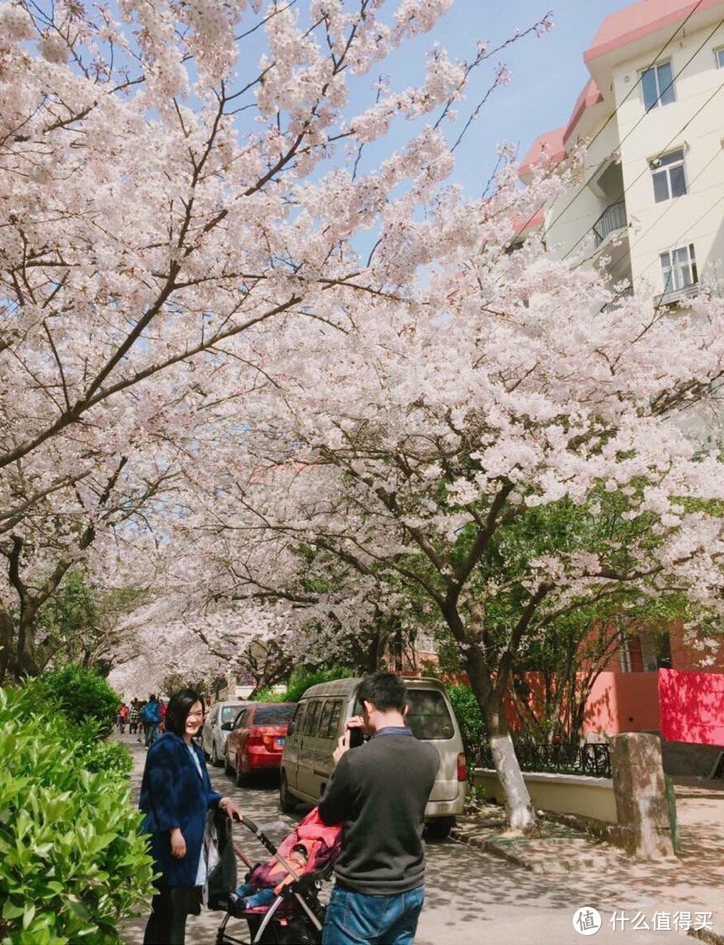 三明南路上的樱花