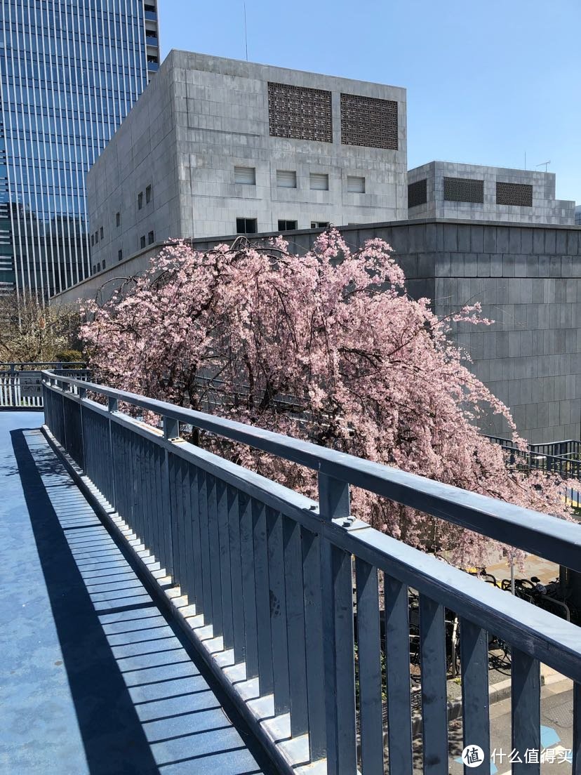 名古屋的樱花也是满开