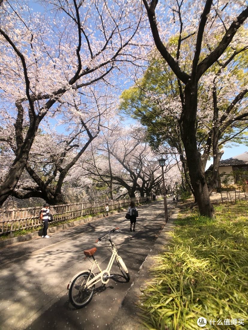 樱花树、飞机、甲子园——四月日本独行记