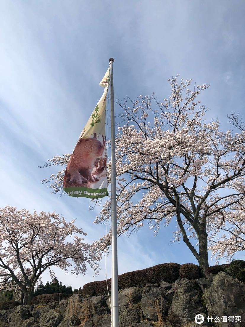 公园门口也有水豚的小旗子