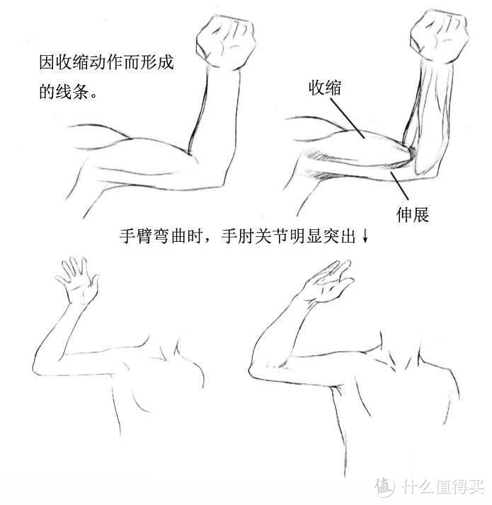 怎么画手臂