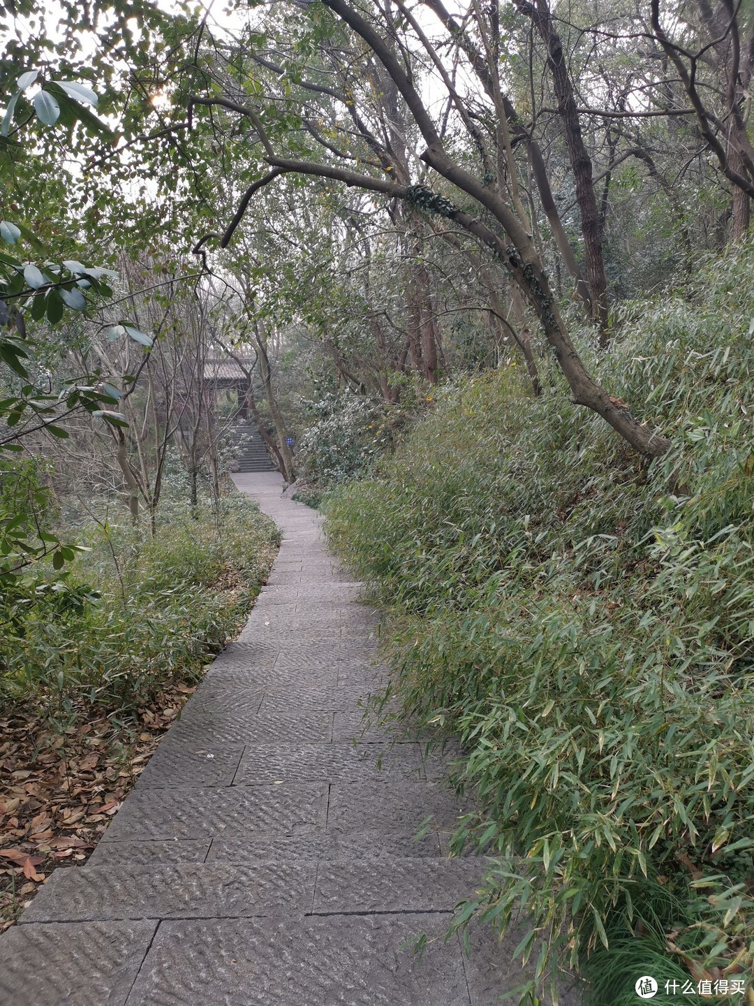 幽静小道通古寺，林中石径看八卦