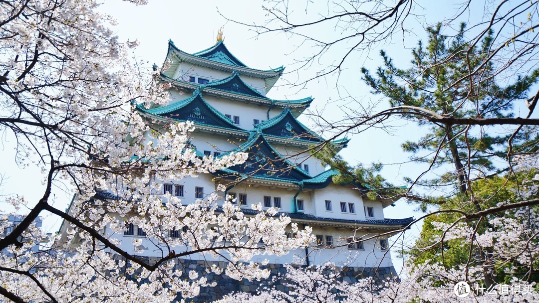 樱花季行程制定和花期预测