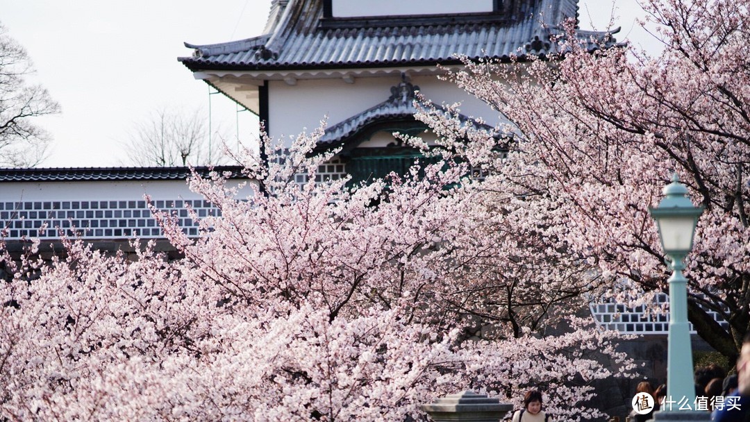樱花季行程制定和花期预测