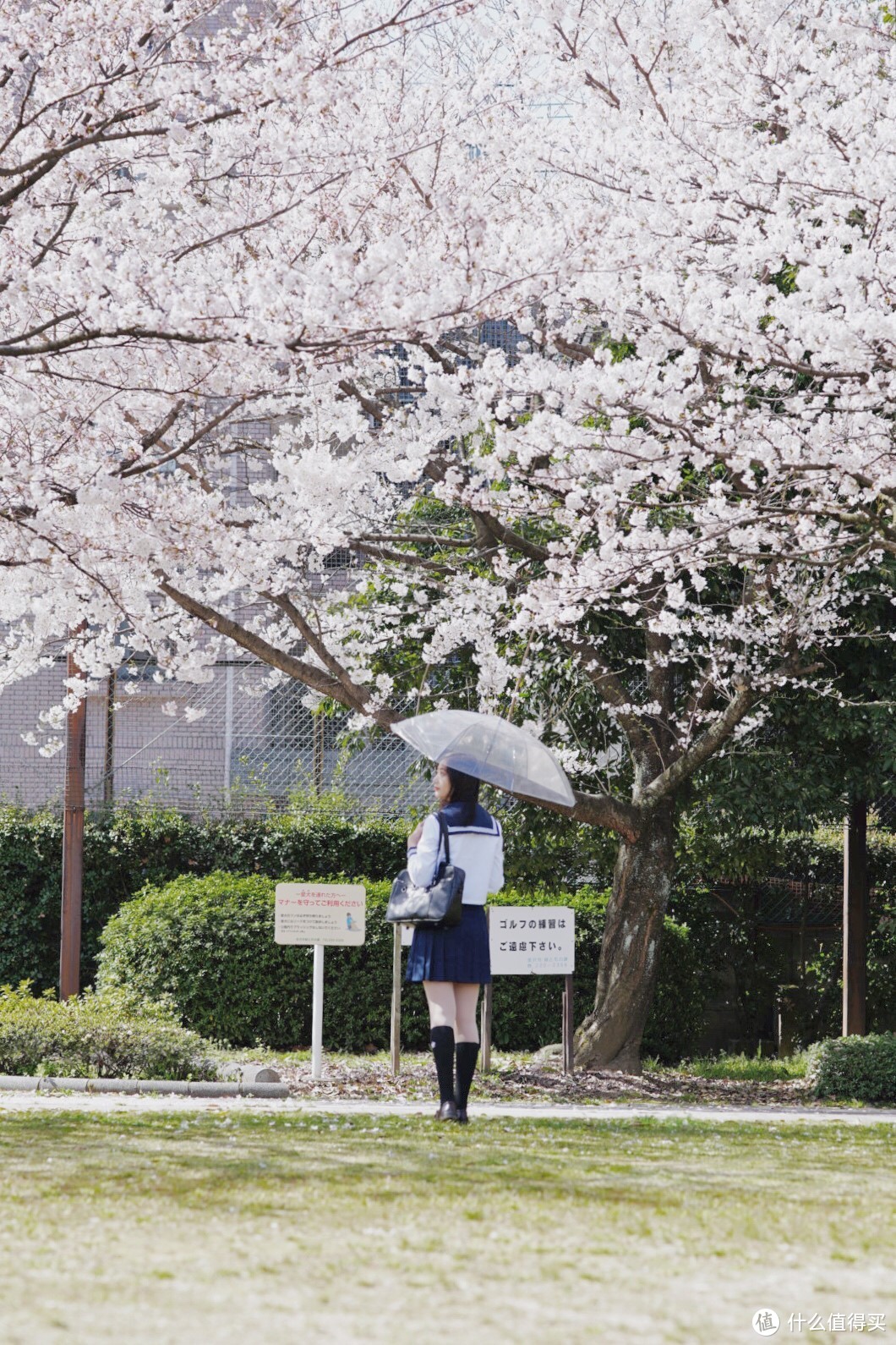 樱花季行程制定和花期预测