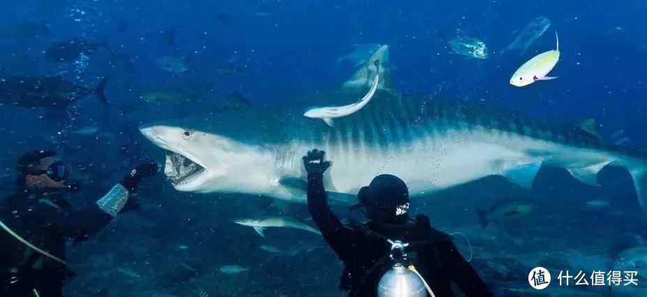 在斐济，与鲨鱼共舞，站在大海中央举杯敬无尽温柔岁月