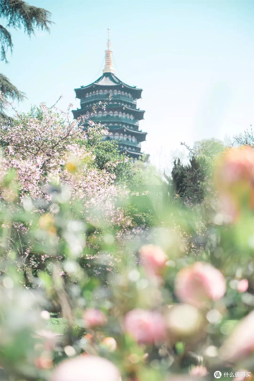 西子宾馆|由一盏春茶开启的探春之旅