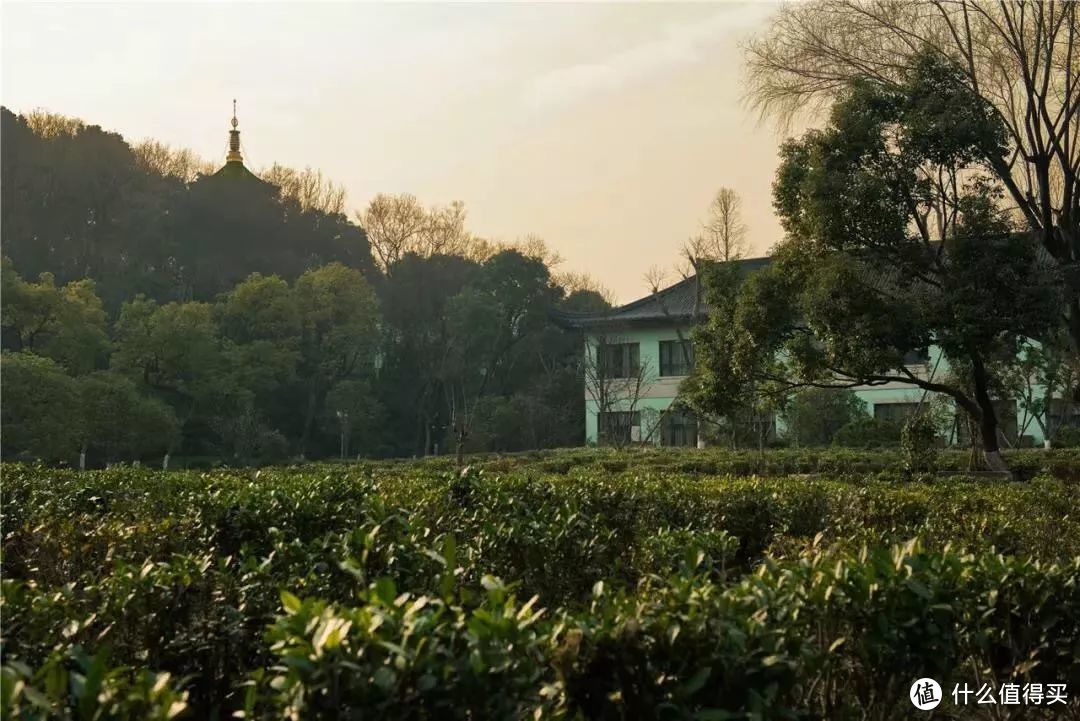 西子宾馆|由一盏春茶开启的探春之旅